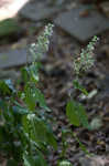 Blue ridge catchfly